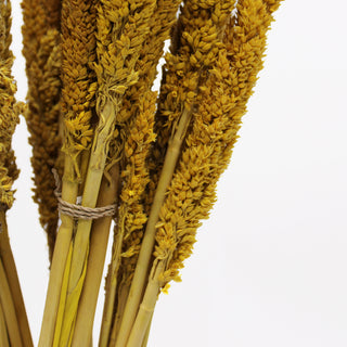 6x Cantal Grass Bunch - Amber