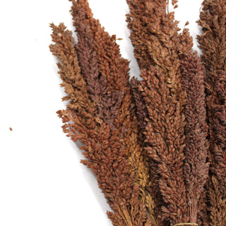 6x Cantal Grass Bunch - Chocolate